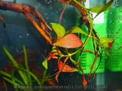 Фото Мой аквариум 15 литров kumiko  (photo#44690)