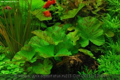 Фото Правила размещения аквариумных растений (photo#44775)