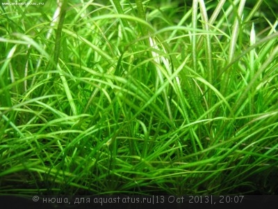 Фото Правила размещения аквариумных растений (photo#44781)