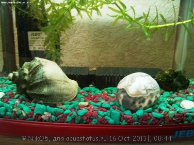 Фото Мой первый аквариум 20 литров NikO5  (photo#44889)