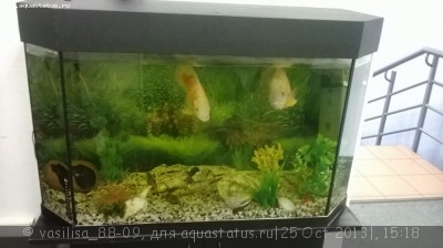 Умирают рыбки в аквариуме