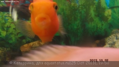 Открытая рана у Попугая