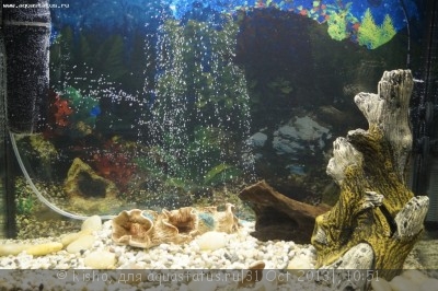 Фото Первый аквариум AquaPlus 100 литров Kisho  (photo#45829)