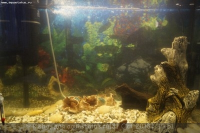 Фото Первый аквариум AquaPlus 100 литров Kisho  (photo#45830)