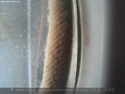 Фото Заболел каламоихт (photo#45997)