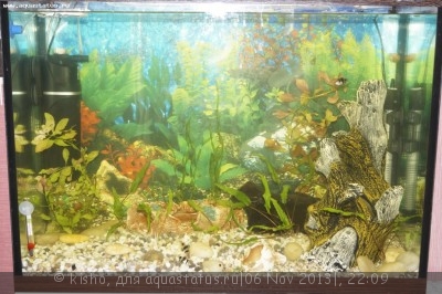 Фото Первый аквариум AquaPlus 100 литров Kisho  (photo#46022)