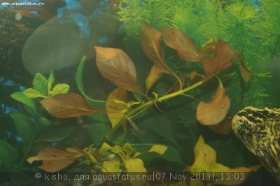Фото Первый аквариум AquaPlus 100 литров Kisho  (photo#46029)