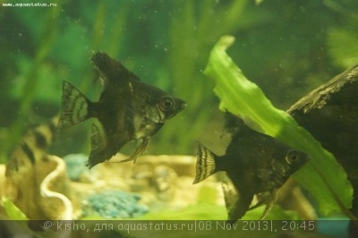 Фото Первый аквариум AquaPlus 100 литров Kisho  (photo#46096)