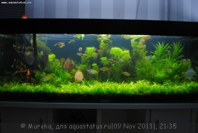 Фото Мой аквариум Счастье есть 370 литров Mureha  (photo#46137)