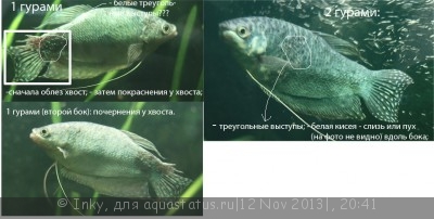 Не могу вылечить болезнь кожи.