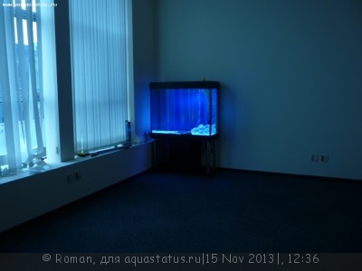 Фото Переезд или перевозка или перенос аквариума (photo#46435)