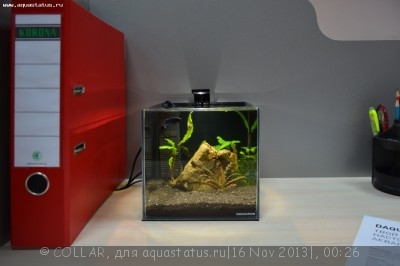 Настольный аквариум из суперпрозрачного стекла - DAQUARIUM