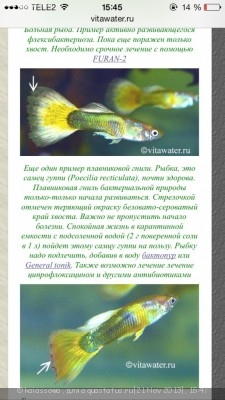 Фото Побледнел край хвоста гуппи (photo#46844)