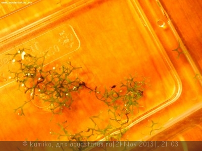 Фото Мой аквариум 15 литров kumiko  (photo#46847)