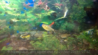 Умирают рыбки в аквариуме