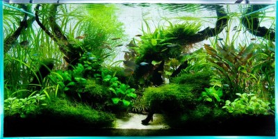 Фото Первый акваскейп OLAGA 100л  (photo#47895)