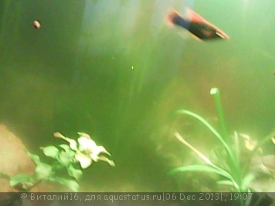 Цветение воды, зеленая вода, позеленела аквариум