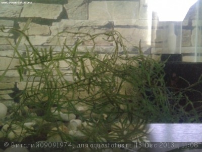 Опознание аквариумных растений