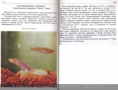 Фото Рыбки килли (photo#48430)