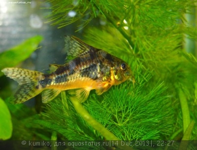 Фото Мой аквариум 15 литров kumiko  (photo#48448)