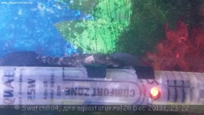 Фото Болен сом анциструс. (photo#48993)