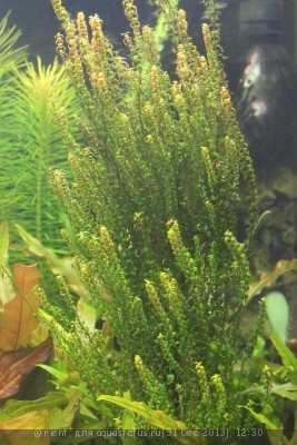 Ротала сп перлс (Rotala sp perls)