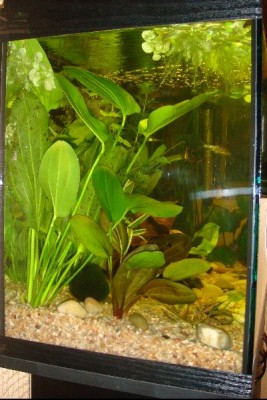 Как правильно делать подмены воды со средствами Tetra