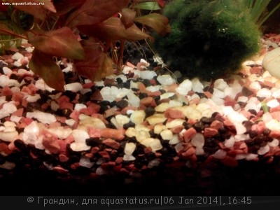 Фото Мой аквариум 20 литров Грандин  (photo#49254)