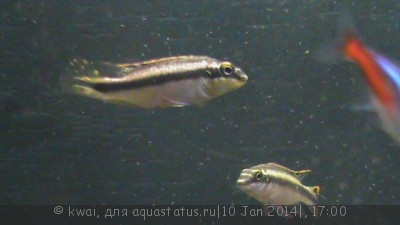 Как определить пол рыбки (определение пола - самец или самка)