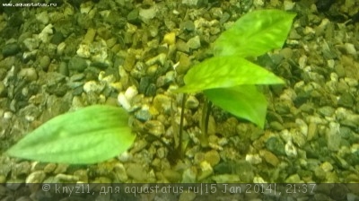 Опознание аквариумных растений