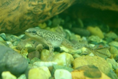 Водные лягушки