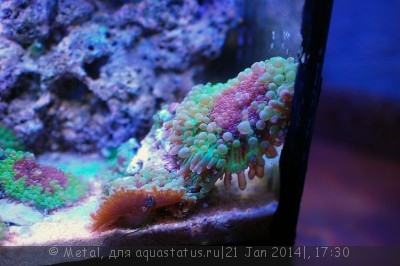 Фото Обитатели для маленького морского аквариума. (photo#50034)