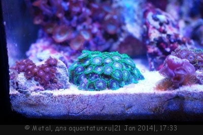 Фото Обитатели для маленького морского аквариума. (photo#50037)