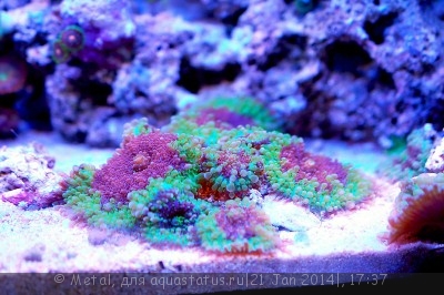 Фото Обитатели для маленького морского аквариума. (photo#50042)