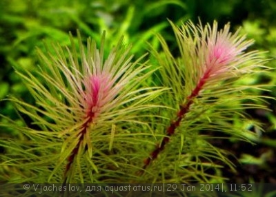 Ротала vietnam (Rotala vietnam)
