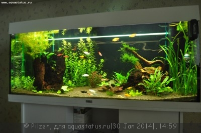 Мой аквариум RIO 240 литров ( Pilzen)