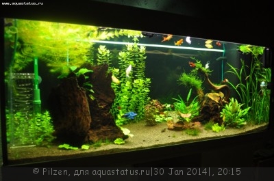 Мой аквариум RIO 240 литров ( Pilzen)