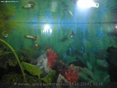 Фото Заболела гуппи (photo#50900)