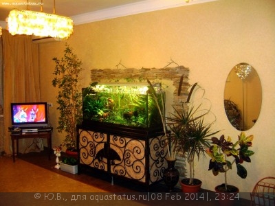 Фото Аквариумный фотоконкурс 6 (photo#50952)