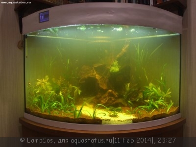 Мой аквариум 210 литров (LampCos)