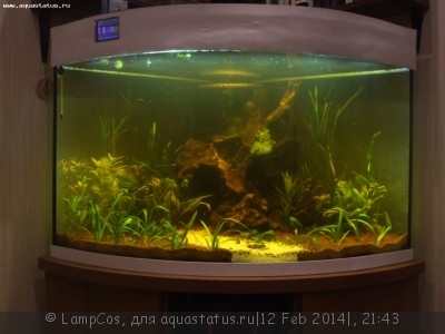 Мой аквариум 210 литров (LampCos)