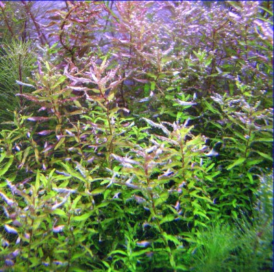 Ротала сп. минима (Rotala sp. minima)