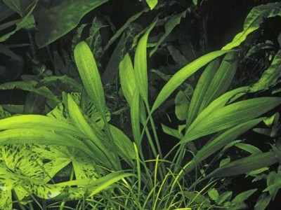 Эхинодорус лопатолистный (Echinodorus palaefolius)