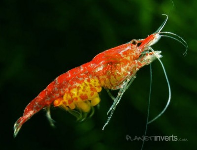 Фото Вишневая креветка Neocaridina heteropoda var. Red  (photo#51263)