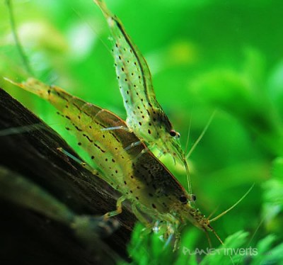 Фото Креветка амано Amano Shrimp, Caridina multidentata  (photo#51264)