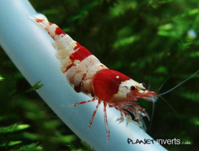 Фото Креветка красный кристал, рэд кристал Crystal Red Shrimp  (photo#51266)
