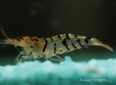 Фото Тигровая креветка, Tiger Shrimp Tiger Shrimp, Caridina cantonensis sp. Tiger  (photo#51269)