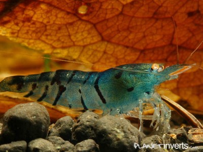 Фото Синяя тигровая креветка Blue Tiger, Caridina cantonensis sp blue  (photo#51271)