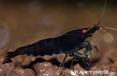 Фото Черная тигровая креветка Black Tiger, Caridina cantonensis sp. Black Tiger  (photo#51272)