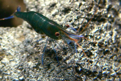 Фото Голубоногая пчела из Посо Caridina caerulea  (photo#51286)